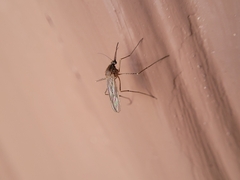 Culiseta inornata
