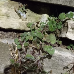 Lamium