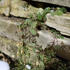 Lamium