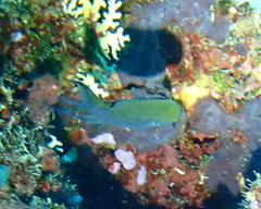 Neopomacentrus metallicus