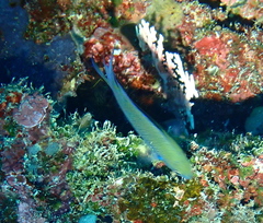 Neopomacentrus metallicus