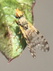 Campiglossa sororcula