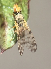 Campiglossa sororcula