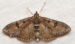 Palpita aenescentalis