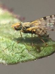 Campiglossa sororcula