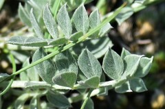 Astragalus missouriensis