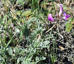 Astragalus missouriensis