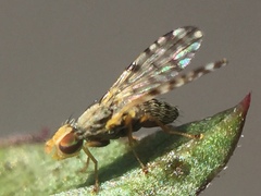 Campiglossa sororcula