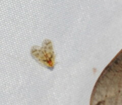 Saccharodite chrysonoe