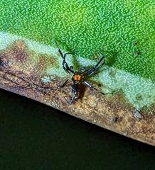 Spartaeinae