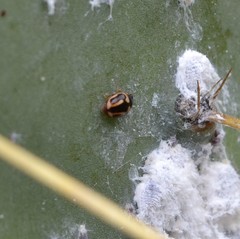 Hyperaspis trifurcata