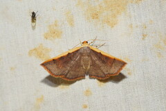 Picromorpha pyrrhopa