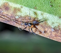 Spartaeinae
