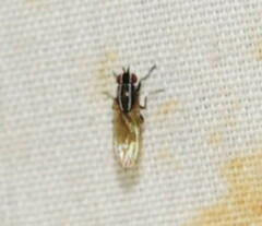 Poecilohetaerus aquilus