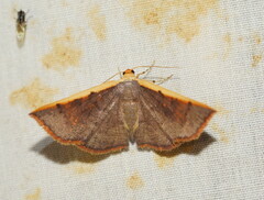 Picromorpha pyrrhopa