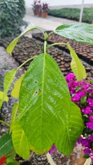 Dendrocnide urentissima