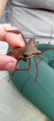 Prionolomia gigas
