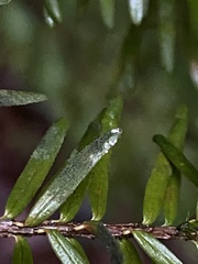 Fellhanera bouteillei