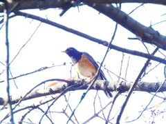 Turdus dissimilis