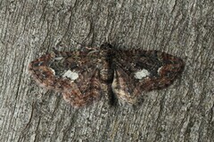 Pasiphilodes testulata