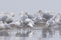 Larus glaucoides