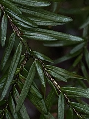 Fellhanera bouteillei