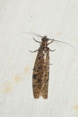Megaloptera