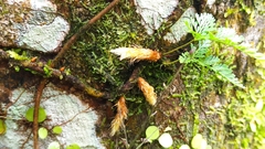 Davallia trichomanoides