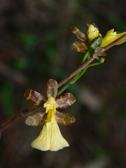 Oncidium graminifolium