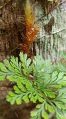 Davallia trichomanoides
