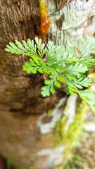Davallia trichomanoides