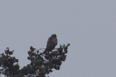 Buteo jamaicensis