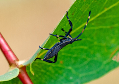 Gelonus tasmanicus