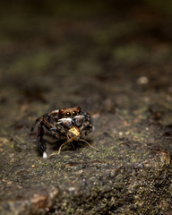 Maratus watagansi