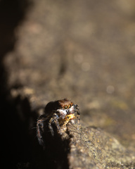 Maratus watagansi