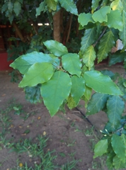 Antidesma venosum