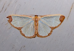 Zamarada pinheyi