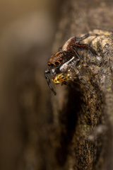 Maratus watagansi