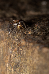 Maratus watagansi