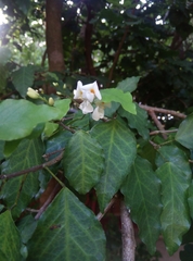Antidesma venosum