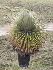 Puya raimondii