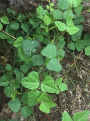 Phaseolus filiformis