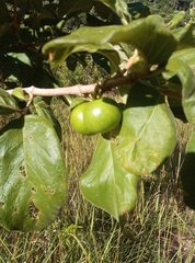 Vangueria madagascariensis