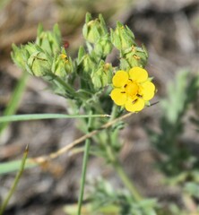 Potentilla pensylvanica