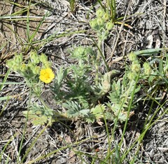 Potentilla pensylvanica