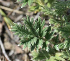 Potentilla pensylvanica