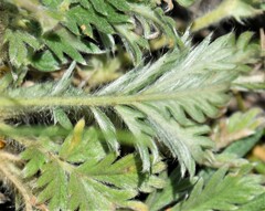 Potentilla pensylvanica