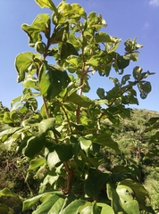 Vangueria madagascariensis