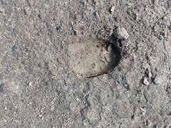 Equus asinus