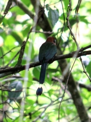 Electron platyrhynchum